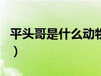 平头哥是什么动物吃什么（平头哥是什么动物）