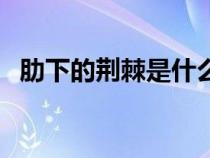 肋下的荆棘是什么意思（荆棘是什么意思）