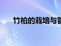 竹柏的栽培与管理（竹柏树怎么养殖）