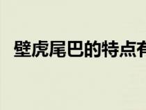 壁虎尾巴的特点有什么（壁虎尾巴的特点）