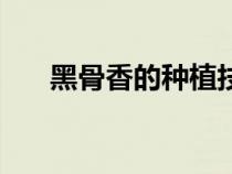 黑骨香的种植技术（黑骨香如何种植）