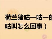 荷兰猪咕一咕一的叫是怎么回事（荷兰猪老咕咕叫怎么回事）