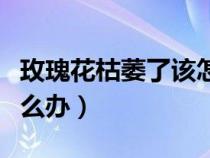玫瑰花枯萎了该怎么办呢（玫瑰花枯萎了该怎么办）