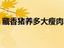 藏香猪养多大瘦肉率最多（藏香猪能养多大）