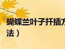 蝴蝶兰叶子扦插方法视频（蝴蝶兰叶子扦插方法）