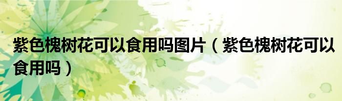 紫色槐树花可以食用吗图片（紫色槐树花可以食用吗）
