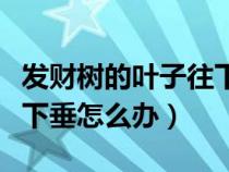 发财树的叶子往下耷拉什么原因（发财树叶子下垂怎么办）