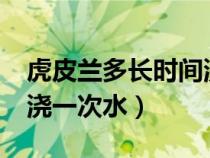 虎皮兰多长时间浇一次水?（虎皮兰多长时间浇一次水）