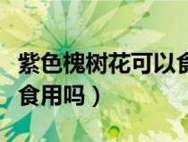 紫色槐树花可以食用吗图片（紫色槐树花可以食用吗）