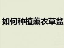 如何种植薰衣草盆栽视频（如何种植薰衣草）