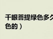 千眼菩提绿色多久变色（千眼菩提怎样挑选绿色的）