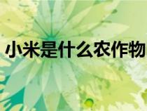 小米是什么农作物图片（小米是什么农作物）