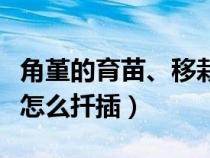 角堇的育苗、移栽和花期管理（角堇怎么繁殖怎么扦插）