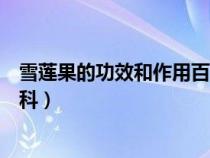 雪莲果的功效和作用百度百科（雪莲果的功效与作用百度百科）