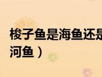 梭子鱼是海鱼还是河鱼啊（梭子鱼是海鱼还是河鱼）