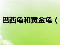 巴西龟和黄金龟（金龟和巴西龟怎么区别啊）