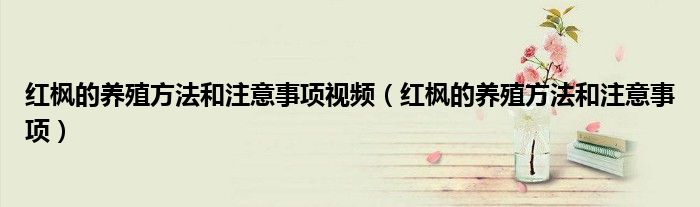 红枫的养殖方法和注意事项视频（红枫的养殖方法和注意事项）