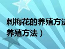 刺梅花的养殖方法和注意事项视频（刺梅花的养殖方法）