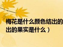 梅花是什么颜色结出的果实是什么样子（梅花是什么颜色结出的果实是什么）