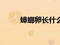 蟑螂卵长什么样（蟑螂长什么样）