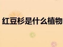 红豆杉是什么植物图片（红豆杉是什么植物）