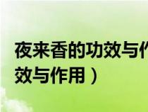 夜来香的功效与作用及食用方法（夜来香的功效与作用）