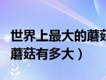 世界上最大的蘑菇叫什么名字（世界上最大的蘑菇有多大）