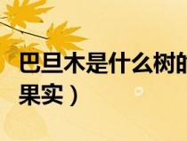 巴旦木是什么树的果实一（巴旦木是什么树的果实）