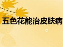 五色花能治皮肤病吗（五色梅的功效与作用）