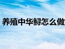 养殖中华鲟怎么做好吃（中华鲟怎么做好吃）