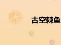 古空棘鱼进化（古空棘鱼）