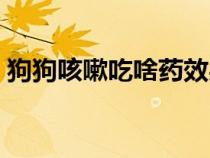 狗狗咳嗽吃啥药效果好（小狗咳嗽吃什么药）