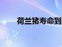 荷兰猪寿命到底多久（荷兰猪寿命）