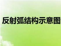 反射弧结构示意图生物（反射弧结构示意图）