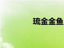 琉金金鱼图片（琉金金鱼）