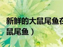新鲜的大鼠尾鱼在哪里买（哪些地方有新鲜的鼠尾鱼）