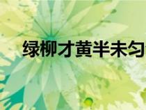 绿柳才黄半未匀全诗（绿柳才黄半未匀）