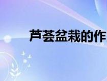 芦荟盆栽的作用与功效（芦荟盆栽）