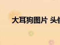 大耳狗图片 头像玉桂狗（大耳狗图片）