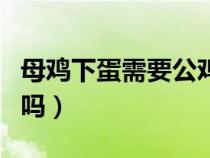 母鸡下蛋需要公鸡吗图片（母鸡下蛋需要公鸡吗）