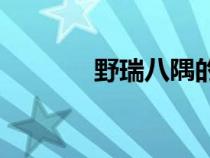 野瑞八隅的cp文（野瑞八隅）