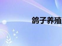 鸽子养殖养殖（家鸽养殖）