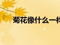 菊花像什么一样一年级（菊花像什么）