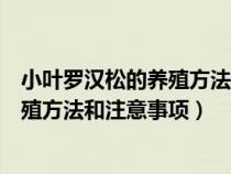 小叶罗汉松的养殖方法和注意事项有哪些（小叶罗汉松的养殖方法和注意事项）