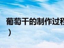 葡萄干的制作过程怎么画（葡萄干的制作过程）