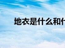 地衣是什么和什么共生（地衣是什么）