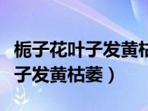 栀子花叶子发黄枯萎是怎么回事儿（栀子花叶子发黄枯萎）