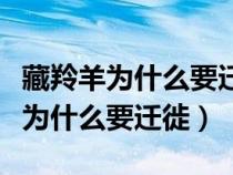 藏羚羊为什么要迁徙到可可西里腹地（藏羚羊为什么要迁徙）