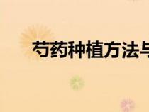 芍药种植方法与技巧（芍药种植方法）