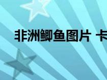 非洲鲫鱼图片 卡通图片（非洲鲫鱼图片）